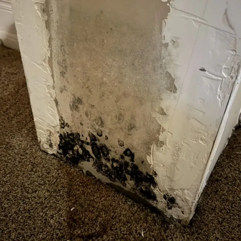 Professional Mold Removal in Henry, IL